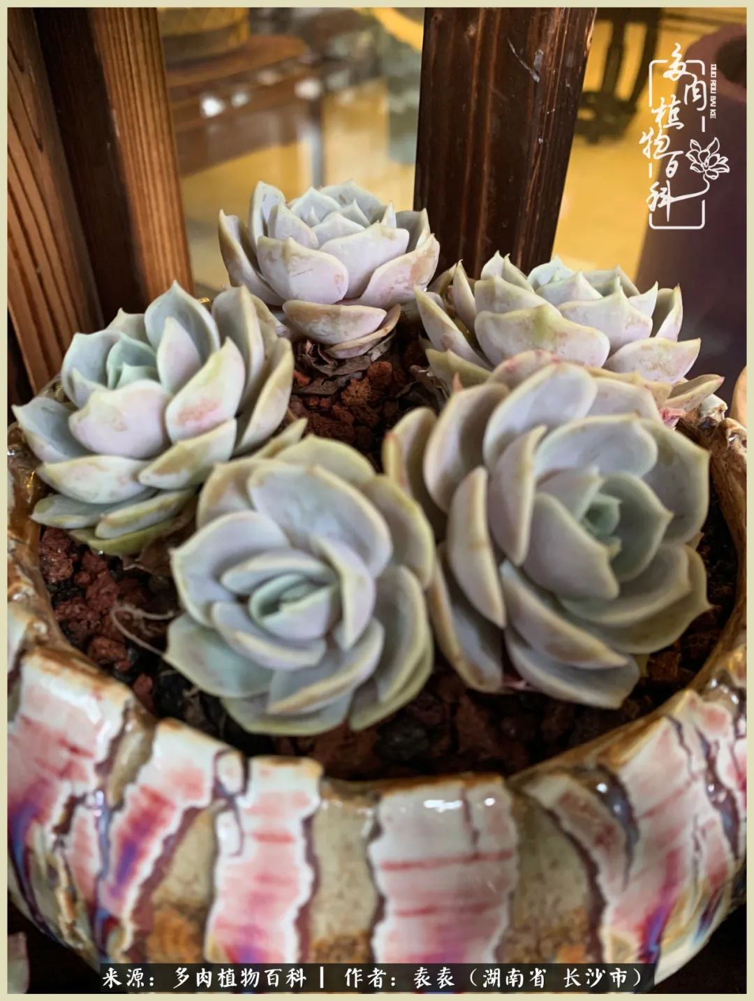 栽花种草的岁月，万物生长之阴晴圆缺