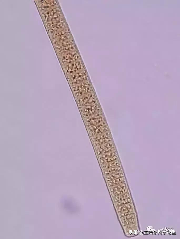 蓝藻颤藻图片,蓝藻颤藻怎么治