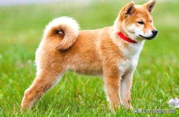 狗狗乱吃外面垃圾堆的东西怎么办,训练狗狗出门不乱吃