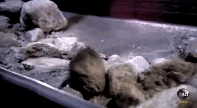 金伯利岩里的钻石图片,金伯利钻石工牌