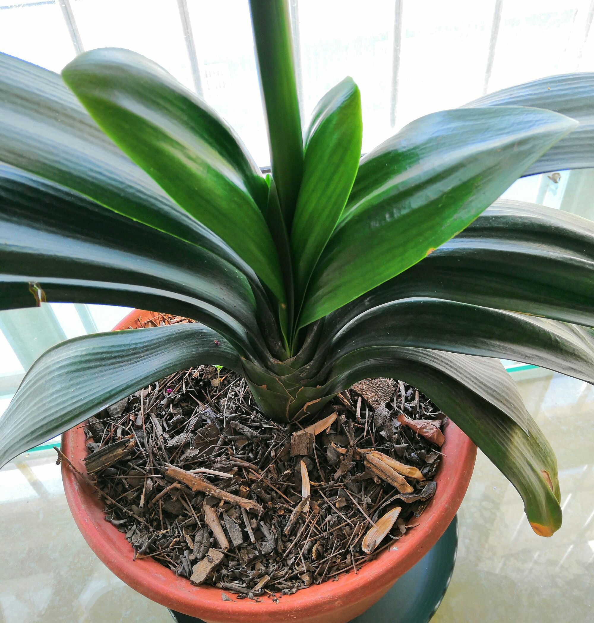 君子兰换盆后可以马上浇定根水吗,君子兰换盆以后几天可以浇定根水