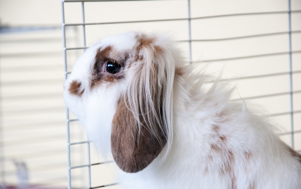 养兔人养兔三分靠管理七分靠技术,长毛兔子的养殖技术与方法