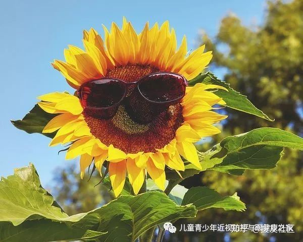 0.1阿托品滴眼液能控制近视吗,阿托品0.01%控制近视的好处