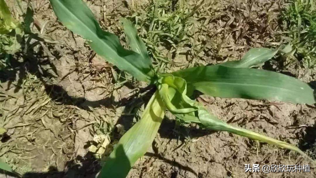 玉米心叶卷曲了，还能捋直吗？