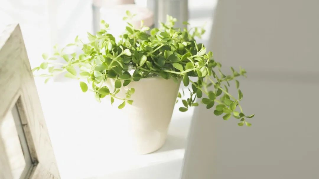 鍐呮睙澶у崈鏁呴噷涓囧悕鍎跨缁樼敾姣旇禌,鍙屽煄灏戝効缁樼敾澶ц禌