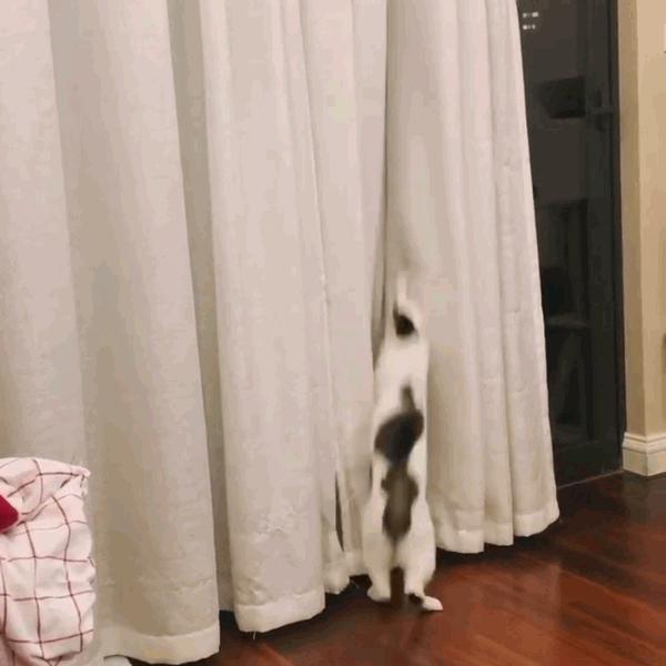 猫咪饲养管理现状,猫和老鼠猫咪现状