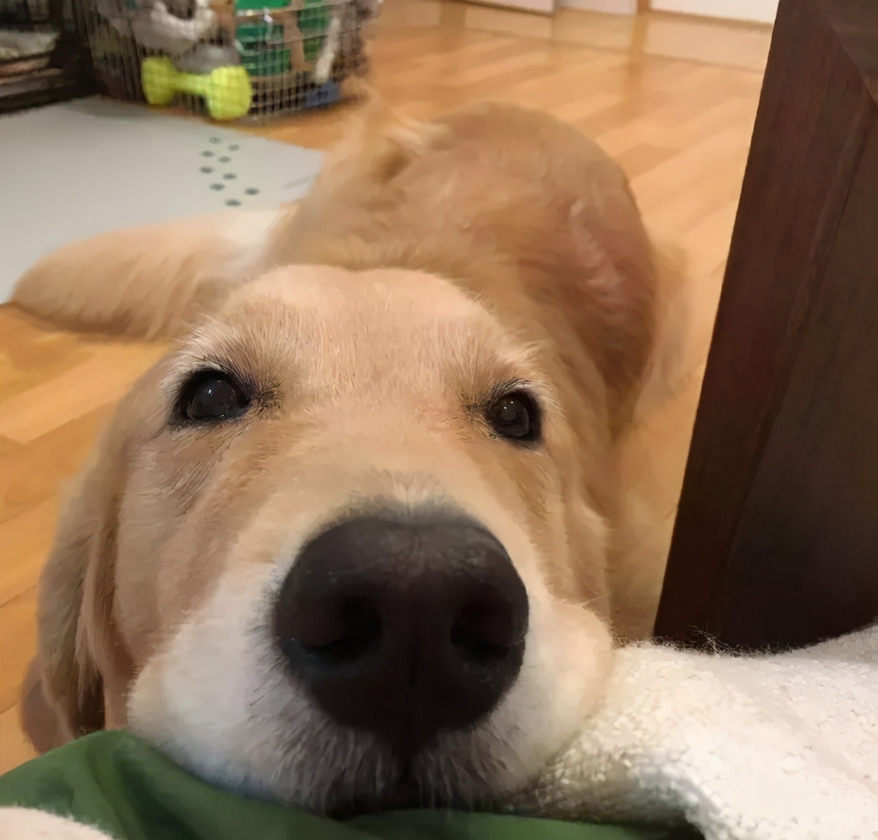 这5种狗狗爱咬人力气非常大,这几种狗狗一生只认一个主人