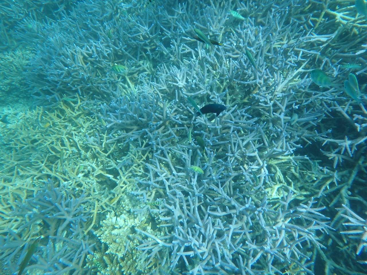 帕劳太平洋水族箱,潜水胜地帕劳水族箱