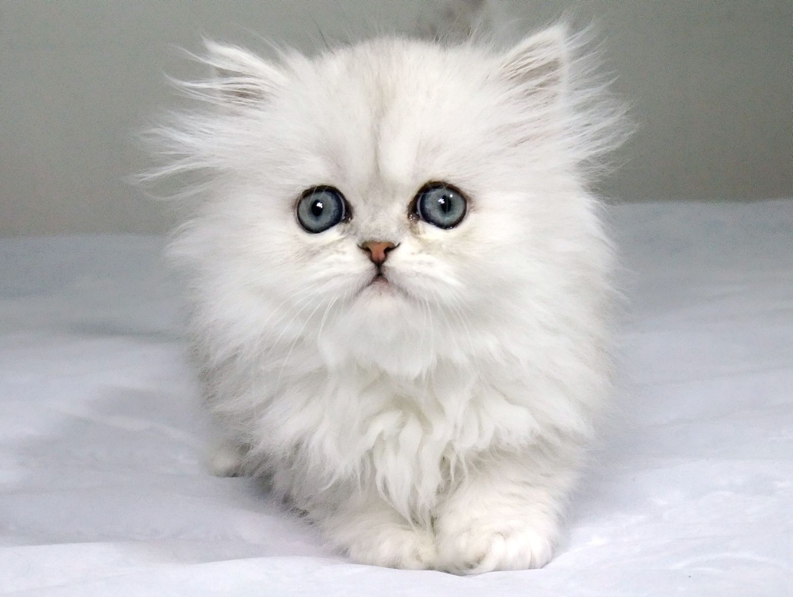 世界上最好的猫咪是什么品种,十大名贵猫72种猫咪品种大全