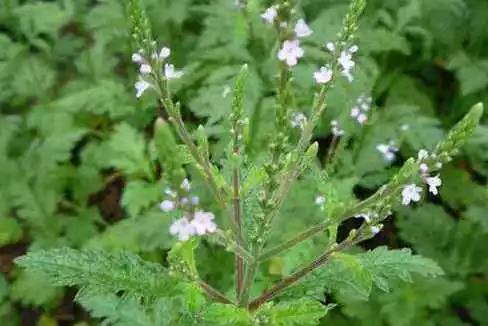什么草预示天气不好呢,有什么草可以预测天气