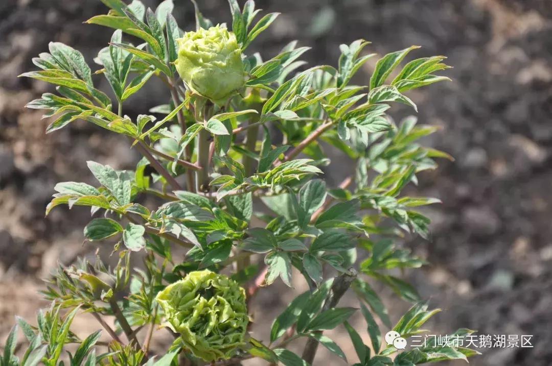 三门峡牡丹还开吗,三门峡牡丹园牡丹花开了吗