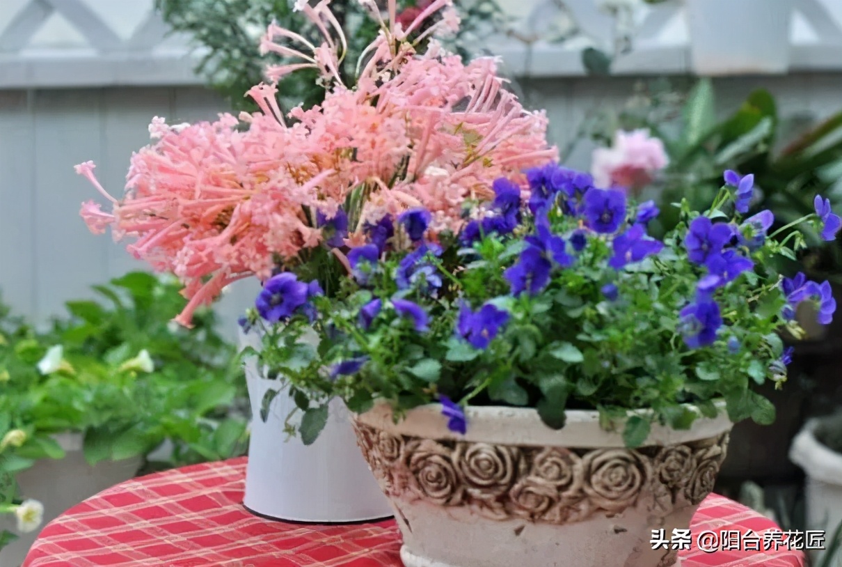 适合室内养的耐干旱少阳光的花,这5种花晒不死太阳越大开花越多