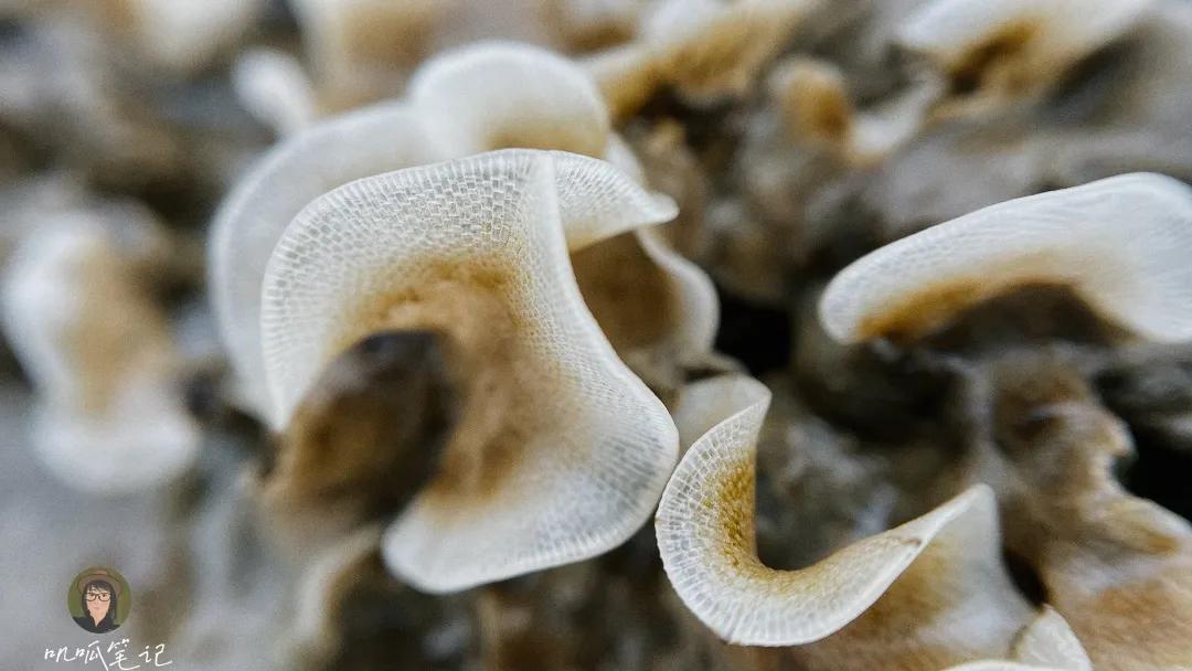 鼓浪屿赶海抓虫,鼓浪屿赶海佛手螺