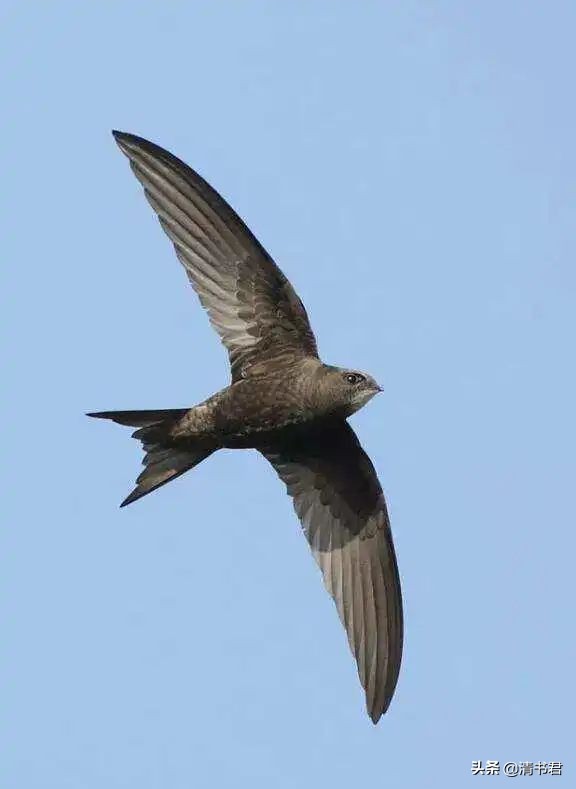 雨燕是世界上飞得最快的鸟吗,雨燕是飞得最快的燕子吗