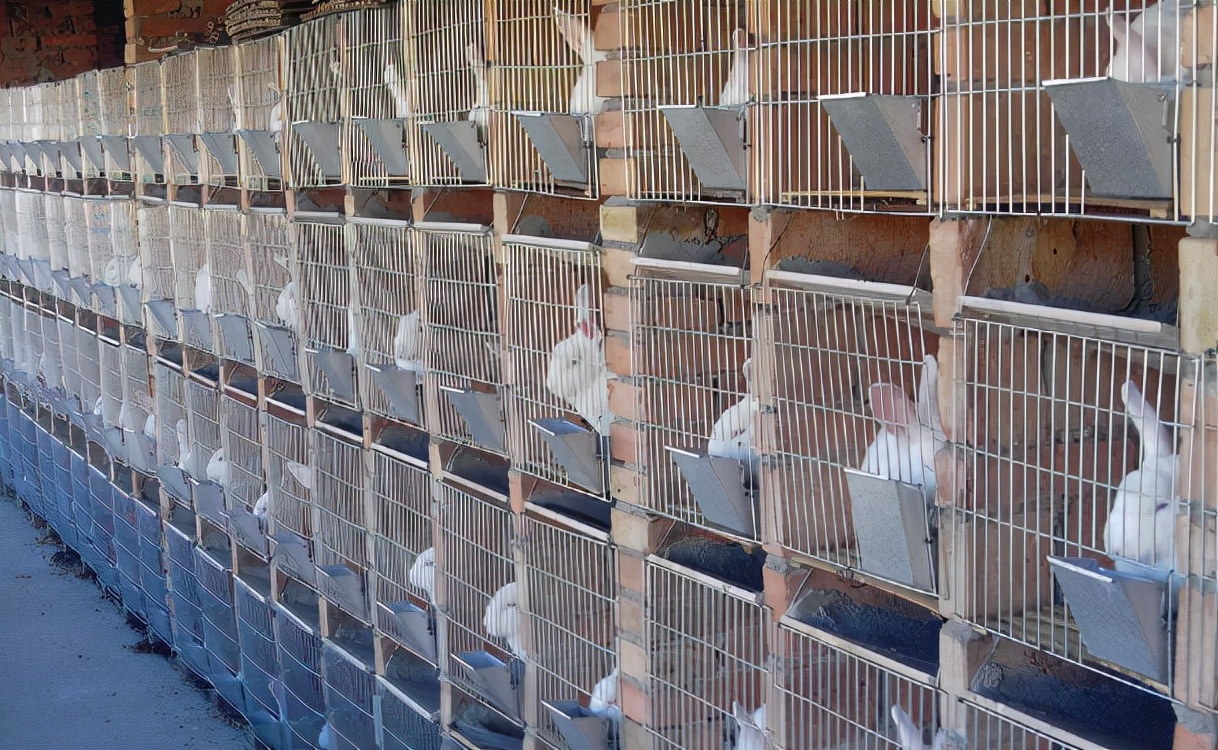 兔子跟鸡鸭鹅羊混养要注意的问题,兔子怎么养殖最好成活率很高