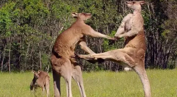 比狗还不如！澳洲国宝袋鼠做宠物口粮，就因为数量太多了……