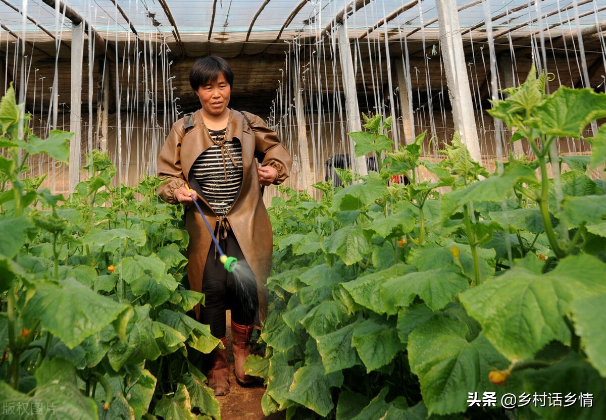 种菜先学会使用食醋，促长、增产、防治病虫害，样样精通