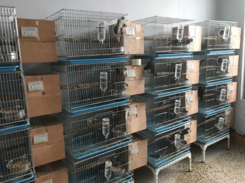 鹦鹉养一年多怎么不繁殖,网友养迷你鹦鹉繁殖太多