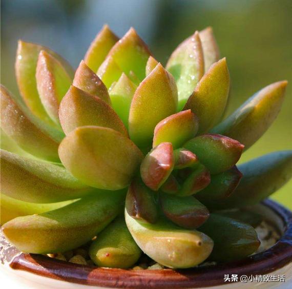 黄丽多肉为什么不黄,多肉黄丽为什么一夜掉光叶子