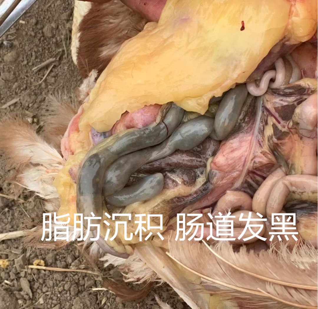 霉菌毒素对禽的危害,禽霉菌病怎么治疗