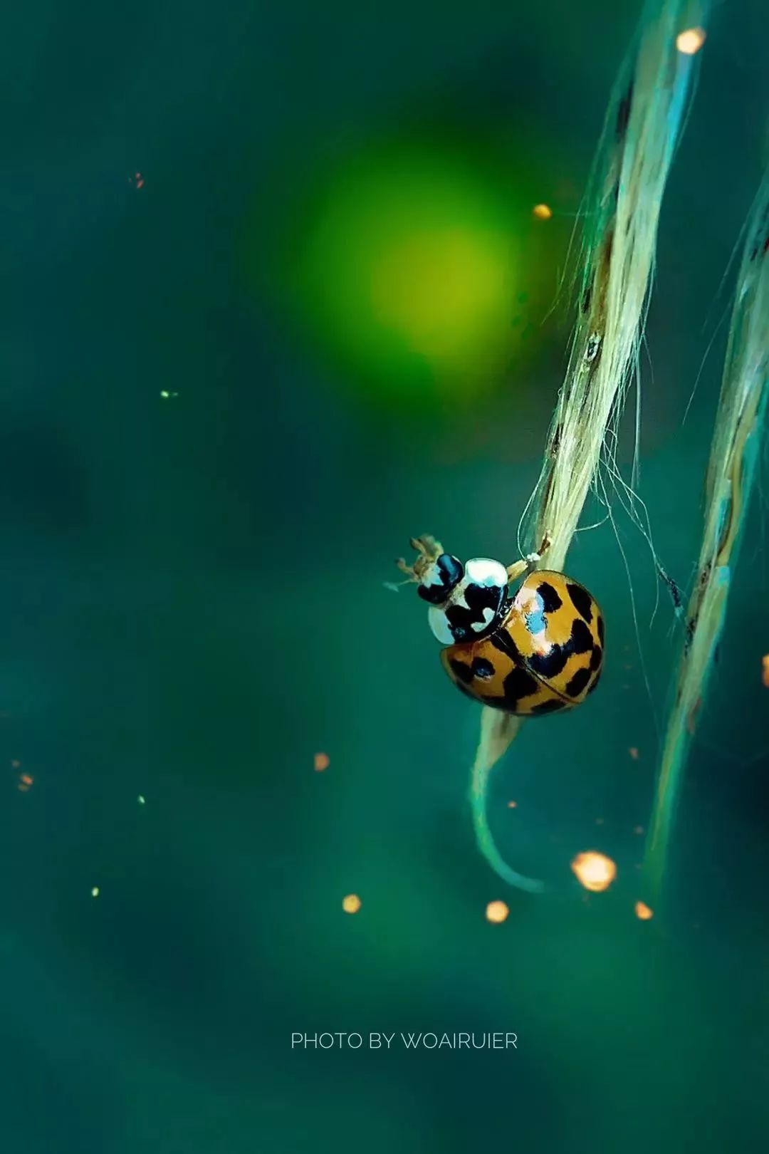 赞别人拍的照片,你用手机拍过哪些最美的照片