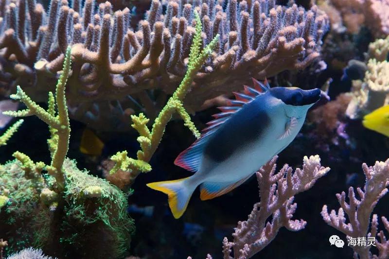 为什么一定要爆藻,为什么国人对鱼情有独钟