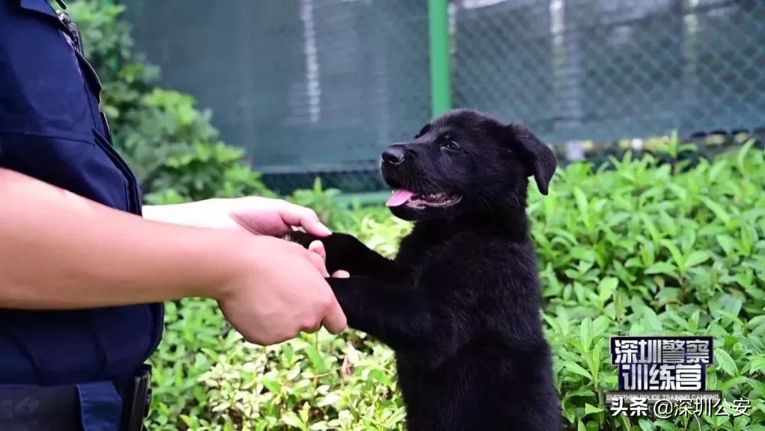 深圳警犬基地可以训犬么,深圳公安警察训练