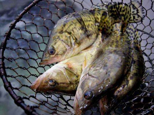 创业养鳜鱼致富有门道,鱼塘创业养鳜鱼