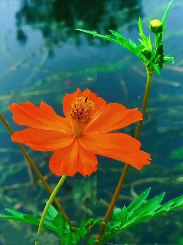 中国诗歌周刊194期,中国诗歌周刊第88期