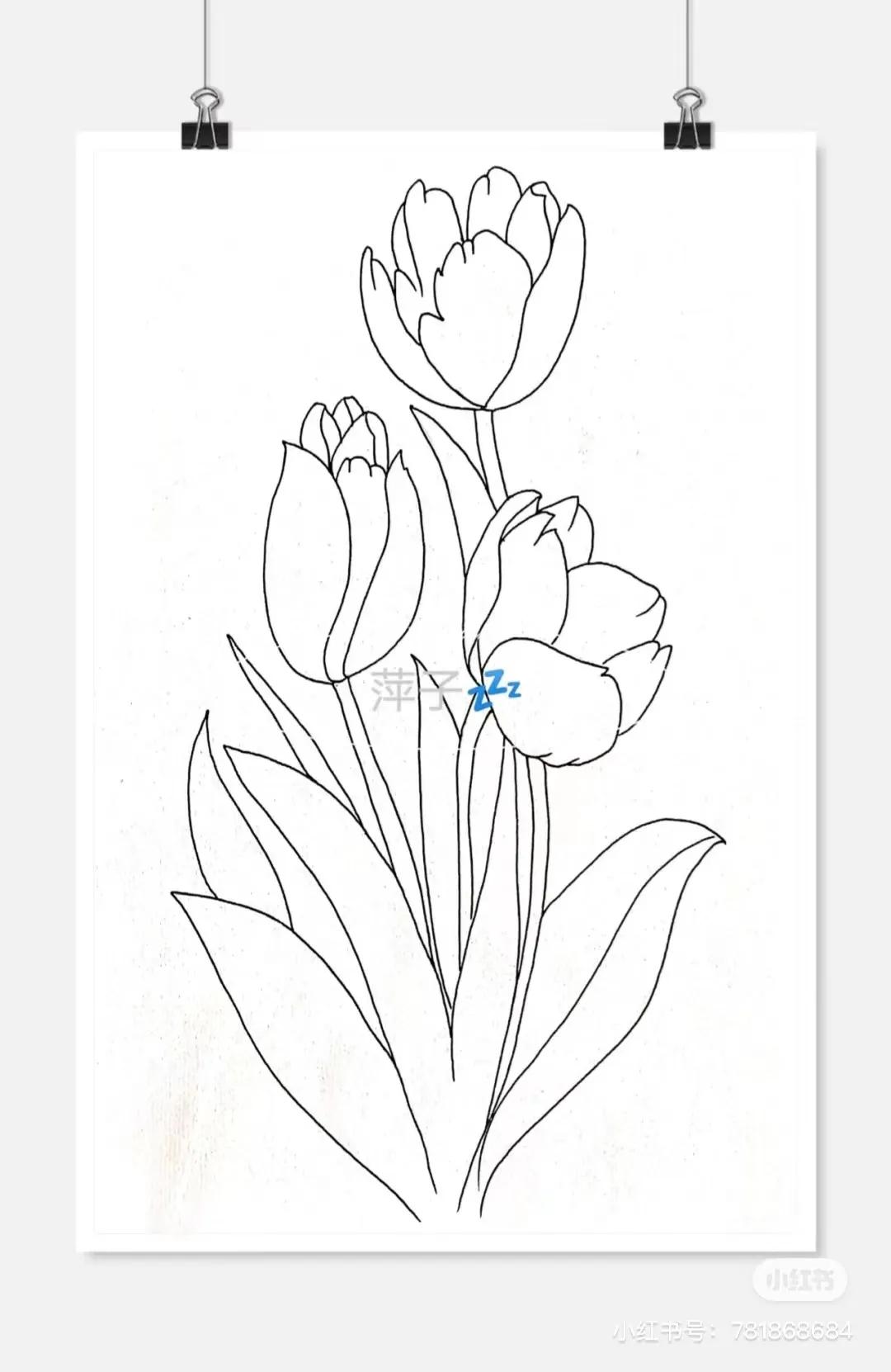 花卉简单线描创意画,花草线描画装饰