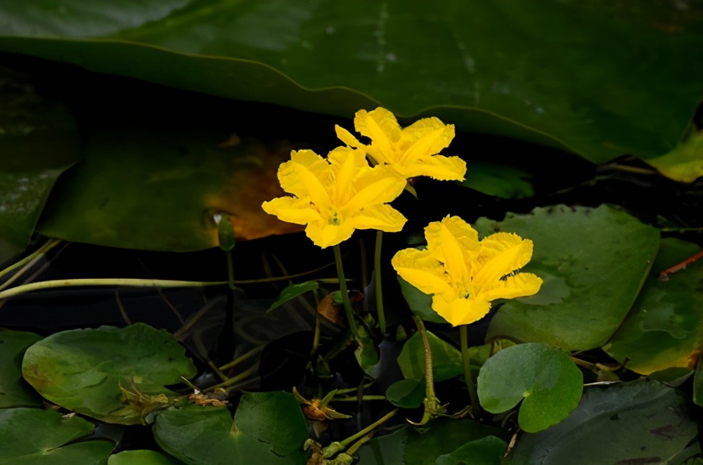 房内大缸水养植物,喝水的缸子养什么植物好看