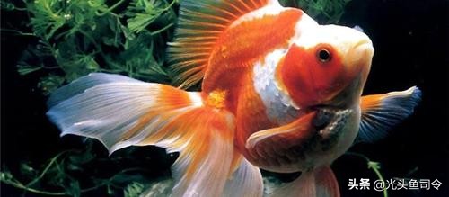 水里的鱼类，为啥爱吃蚯蚓？难道是水草吃多了，想吃肉？