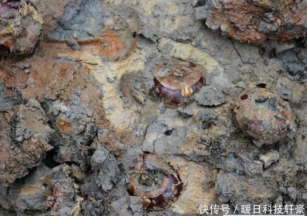 俗称地下雪梨的水果是什么品种,什么水果被称为地下雪梨