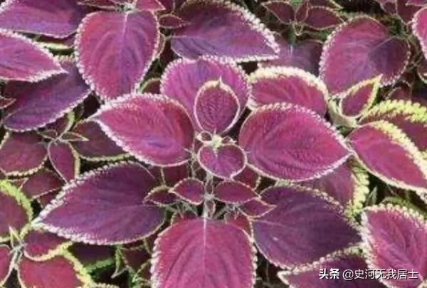 时光荏苒白驹过隙的诗,紫苏与时光荏苒