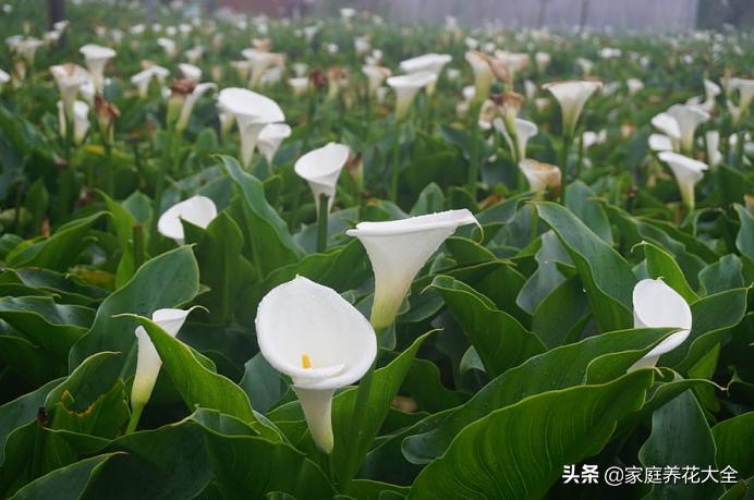 马蹄莲手动开花它还会自己开花吗,马蹄莲有毒吗毒性多久发作