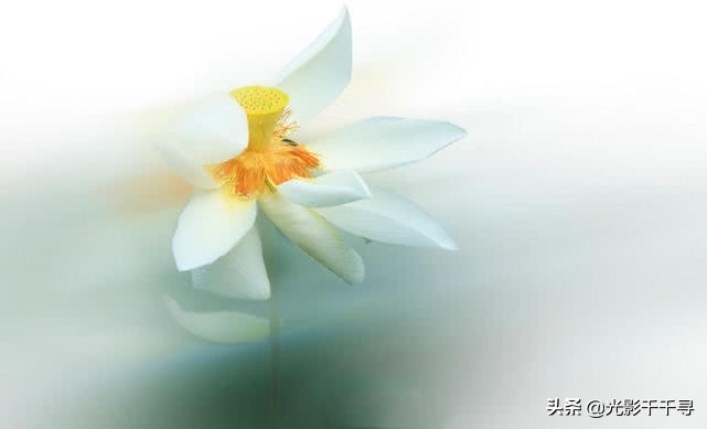 教你怎么拍出漂亮的荷花,摄影如何拍出荷花的感觉