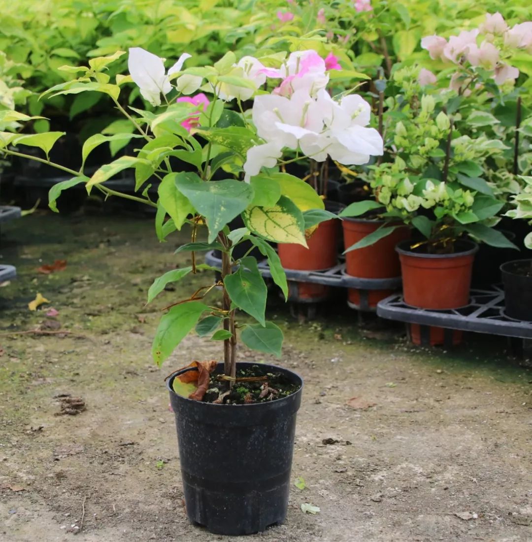 三角梅冻伤怎么弄,三角梅在多少温度才会爆花