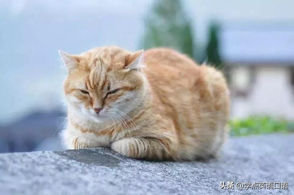 “pigout”千万别翻译成“猪出来了”，要被笑死了