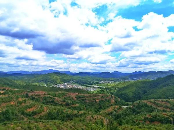 本草纲目里面有哪些药草,本草纲目里面的植物有什么