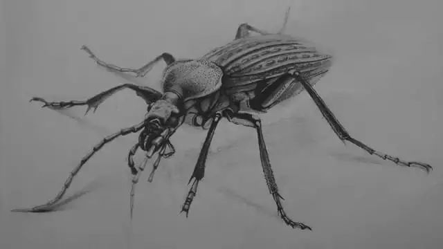 漫画入门零基础画画教程,0基础画画临摹推荐