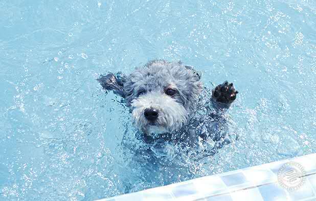 游泳人人都可以学会么,人人要学会游泳