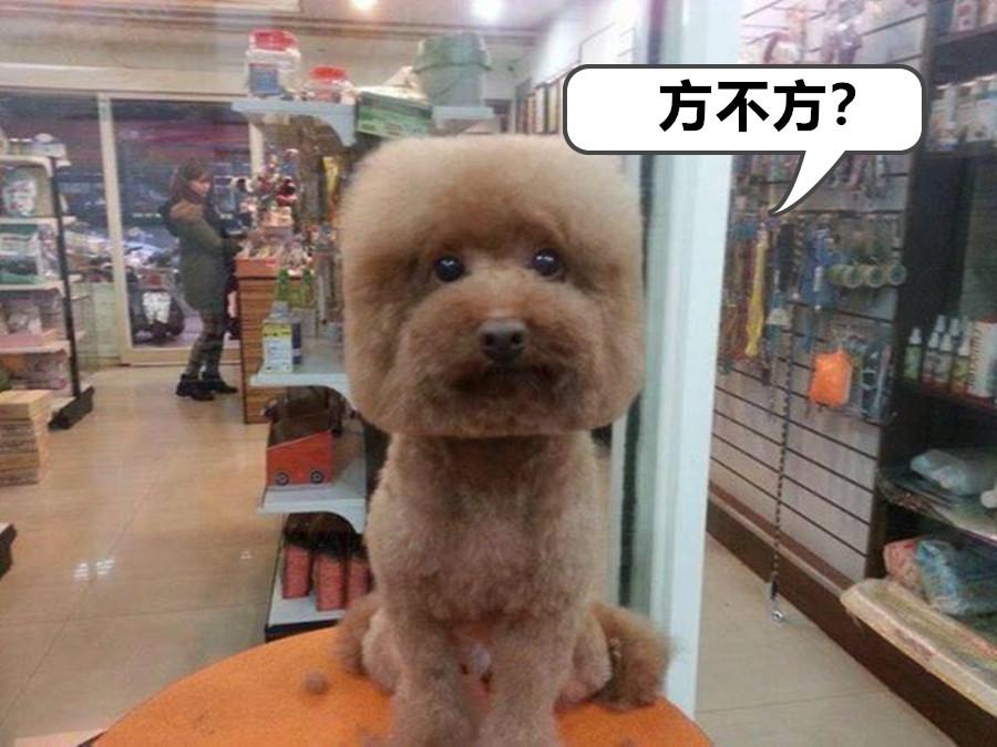 我的世界宠物养殖方法 (我的世界推荐养的宠物)