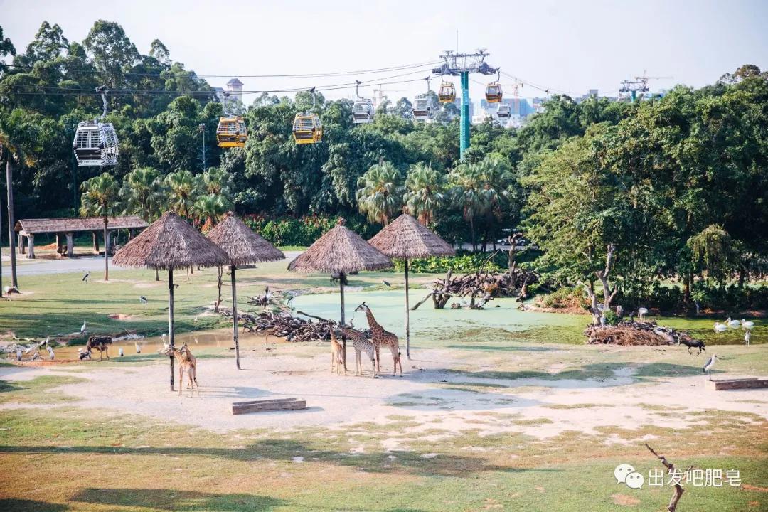长隆飞鸟乐园长隆熊猫酒店怎么选,周一长隆野生动物园游玩攻略