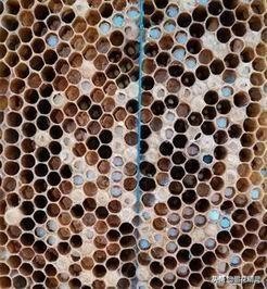 蜜蜂有哪些病虫害如何防治,蜜蜂病虫害防治教程