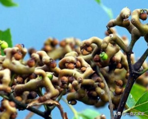 土豪吃得起的四种顶级水果,中国公认最好吃的六种水果