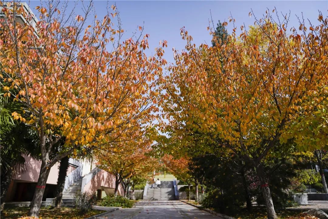 思源学院美景照片,西安思源学院秋景色