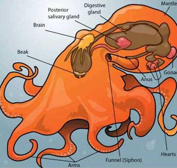 地球上非常奇特的十大生物,地球上奇特而古怪的生物