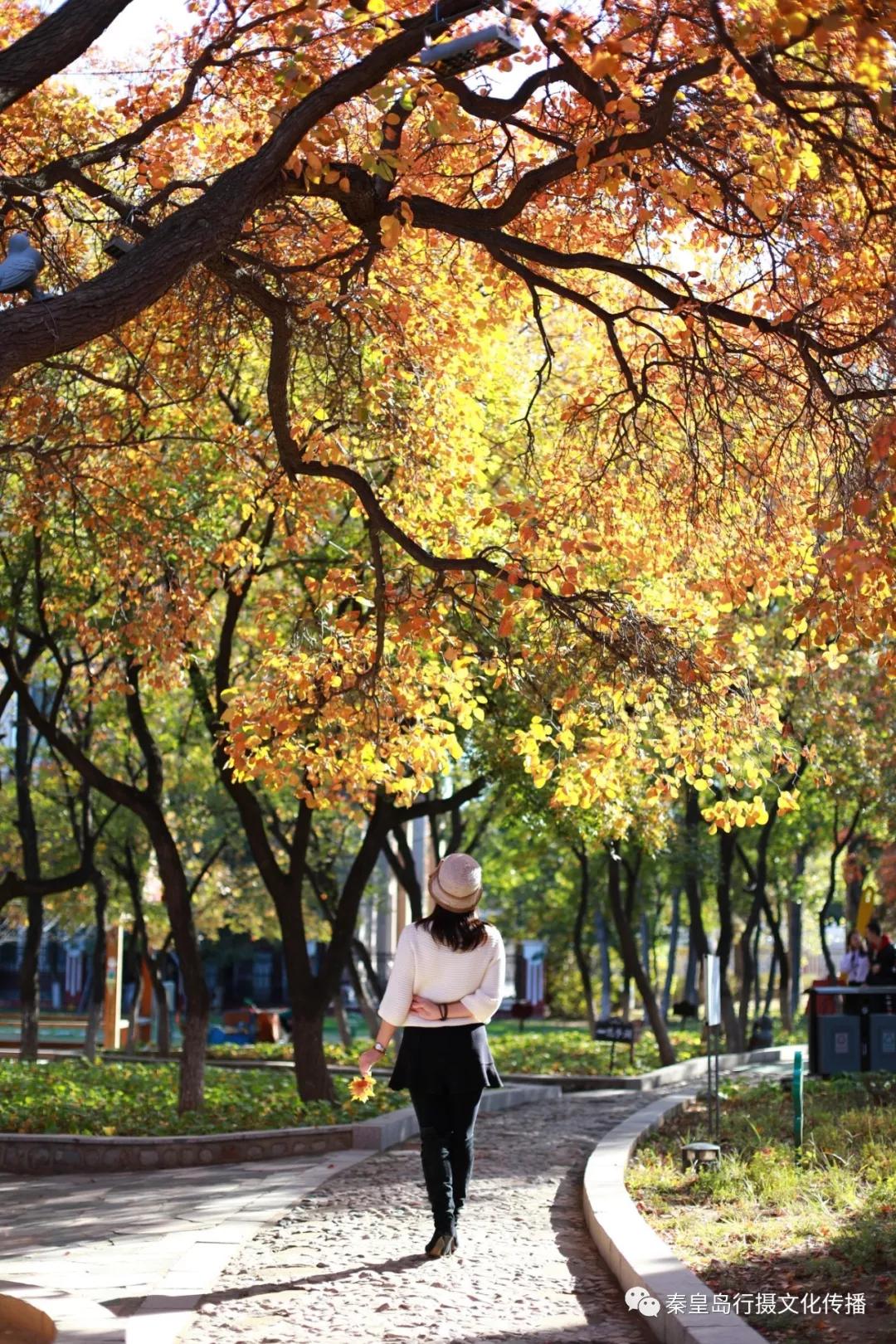 秦皇岛秋天美景,秦皇岛秋天落日和晚风