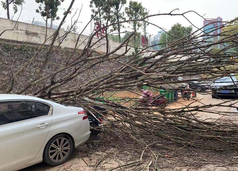 大树突然砸中轿车,大树倒下砸中汽车