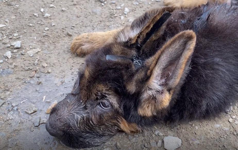 小德牧中暑,德牧幼犬中暑反应